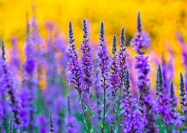 《街头霸王6》服装3原画预览 朱莉也太可爱了！